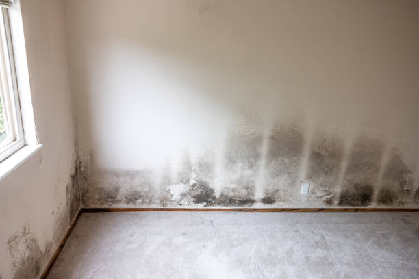 Best Crawl Space Mold Remediation  in North Augusta, SC
